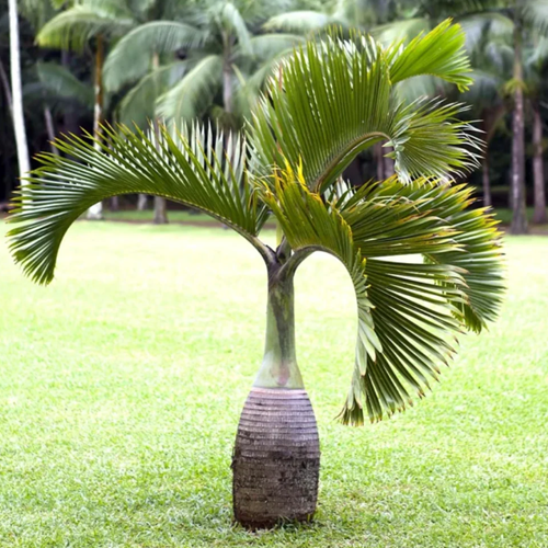 Welcome To Sahaj Nursery 